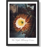 ARTZE Vintage Floral Exhibition - Night-Blooming Flower Framed Print SIZE: A3 with Black Frame in Orange | Size: A4