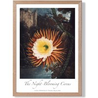ARTZE Vintage Floral Exhibition - Night-Blooming Flower Framed Print SIZE: A4 with Oak Frame in Orange