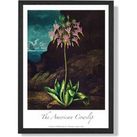 ARTZE Vintage Floral Exhibition - Cowslip Plant Framed Print SIZE: A3 with Black Frame in Pink
