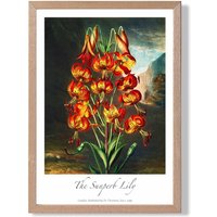 ARTZE Vintage Floral Exhibition - Lily Flower Framed Print SIZE: A4 with Oak Frame in Red