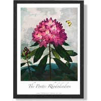 ARTZE Vintage Floral Exhibition - Rhododendron Flower Framed Print SIZE: A4 with Black Frame in Pink