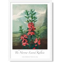 ARTZE Vintage Floral Exhibition - Kalmia Flowers Framed Print SIZE: A4 with White Frame in Pink