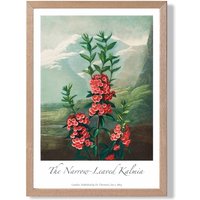 ARTZE Vintage Floral Exhibition - Kalmia Flowers Framed Print SIZE: A3 with Oak Frame in Pink | Size: A2