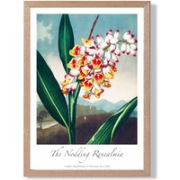 ARTZE Vintage Floral Exhibition - Renealmia Flower Framed Print SIZE: A3 with Oak Frame in Red | Size: A4