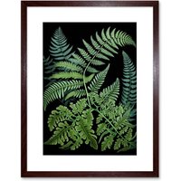Artery8 Wall Art Print Fern Fronds Ernst Haeckel Style Dark Artwork Framed 9X7 Inch in Brown | Size: W7" x H9"