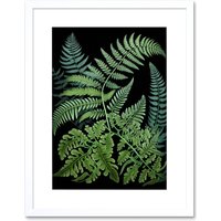 Artery8 Wall Art Print Fern Fronds Ernst Haeckel Style Dark Artwork Framed 9X7 Inch in White | Size: W7" x H9"