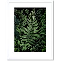 Artery8 Wall Art Print Fern Fronds Ernst Haeckel Style Artwork Framed 9X7 Inch in White | Size: W7" x H9"