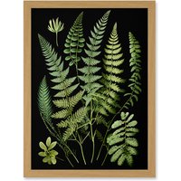 Artery8 Fern Fronds Detailed Leaves Botanical Illustration Artwork Framed Wall Art Print A4 in Light Oak