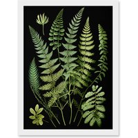 Artery8 Fern Fronds Detailed Leaves Botanical Illustration Artwork Framed Wall Art Print A4 in White