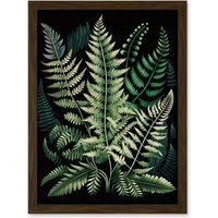 Artery8 Different Fern Fronds Detailed Leaves Illustration Artwork Framed Wall Art Print A4 in Brown