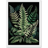 Artery8 Different Fern Fronds Detailed Leaves Illustration Artwork Framed Wall Art Print A4 in White