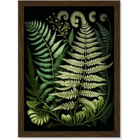 Artery8 Ernst Haeckel Style Fern Fronds Illustration Artwork Framed Wall Art Print A4 in Brown