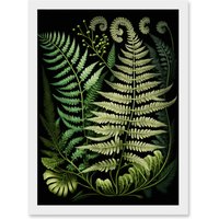 Artery8 Ernst Haeckel Style Fern Fronds Illustration Artwork Framed Wall Art Print A4 in White