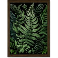 Artery8 Fern Fronds Illustration Ernst Haeckel Style Artwork Framed Wall Art Print A4 in Brown