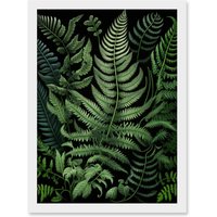 Artery8 Fern Fronds Illustration Ernst Haeckel Style Artwork Framed Wall Art Print A4 in White
