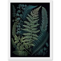 Artery8 Leaf Illustration Fern Fronds Ernst Haeckel Style Artwork Framed Wall Art Print A4 in White