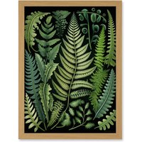 Artery8 Ernst Haeckel Style Fern Fronds Leaf Illustration Artwork Framed Wall Art Print A4 in Light Oak