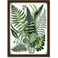 Artery8 Haeckel Style Fern Fronds Watercolour Illustration Artwork Framed Wall Art Print A4 in Brown