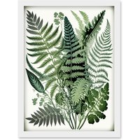 Artery8 Haeckel Style Fern Fronds Watercolour Illustration Artwork Framed Wall Art Print A4 in White