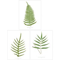Wee Blue Coo Pack of 3 Botanical Aesthetic Single Fern Leaves Detailed Fern Frond Botany Book Vintage Unframed Wall Art Living Room Prints Set