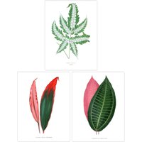 Wee Blue Coo Pack of 3 Fern Frond & Red Green Plant Leaves Botany Book Vintage Detailed Botanical Aesthetic Unframed Wall Art Living Room Prints Set