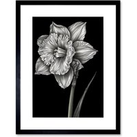 Artery8 Wall Art Print Daffodil Flower Black & White Pencil Drawing Artwork Framed 9X7 Inch | Size: W7" x H9"
