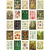 Artery8 Wall Art Print 50 Pcs Botanical Aesthetic Haeckel Colourful Collage Kit s A6 Set Pack 15x10 cm (6x4") Bedroom Wall Home Bathroom Pictures Sea