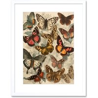 Artery8 Wall Art Print Vintage Cottagecore Aesthetic Butterflies Colour Pencil Insect Study Decor Artwork Framed 9X7 Inch in White | Size: W7" x H9"
