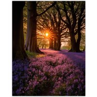 Artery8 Wall Art Print Purple Bluebell Woods At Dawn Sunrise Peaceful Elegant Artwork Poster | Size: W12" x H16"