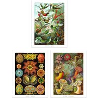 Artery8 Wall Art Print Set of 3 Hummingbirds & Sea Anemones Haeckel Colourful Vintage s Living Room Poster s Pack in Green | Size: W12" x H16"