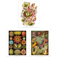 Artery8 Wall Art Print Set of 3 Haeckel Colourful Vintage s Nepenthaceae Actiniae Ascidiae Plant Anemone Study Living Room Poster s Pack