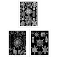 Artery8 Wall Art Print Set of 3 Diatom Microalgae Black & White Haeckel Vintage s Aquatic Marine Fish Study Living Room Poster s Pack | Size: A4