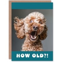 Artery8 Birthday Card Surprised Cockapoo Dog Photo How Old Funny Joke Cheeky in Grey