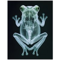 Artery8 Frog Teal Green Dark Luminescent Xray Effect Wall Art Print in Black | Size: W18" x H24"