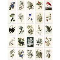 Artery8 50 Pcs John Audubon Bird Illustrations A6 Art Set Pack 14.8 x 10.5cm | Size: 14.8 x 10.5 cm