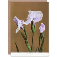 Artery8 Ogawa Kazumasa Art Card Japanese Water Iris Flowers in Brown
