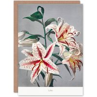Artery8 Ogawa Kazumasa Japanese Art Card White Pink Spotted Lilly Flowers