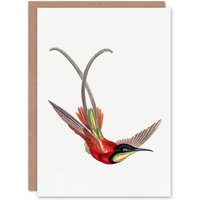 Artery8 Ernst Haeckel Art Card Crimson Topaz Hummingbird in White