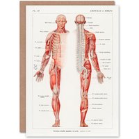Artery8 Galtier Boissiere Art Card Human Nervous System Vintage Illustration in White