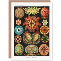 Artery8 Ernst Haeckel Art Card Ascidiae Colourful Marine Life