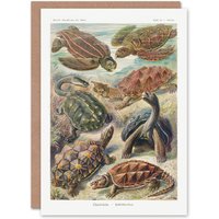 Artery8 Ernst Haeckel Art Card Chelonia Turtles Vintage Illustration