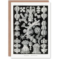 Artery8 Ernst Haeckel Art Card Gorgonida Vintage Coral Illustration in Black