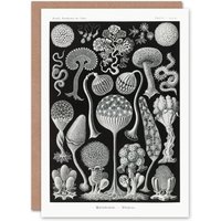 Artery8 Ernst Haeckel Art Card Mycetozoa Intricate Slime Molds in Black