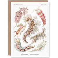 Artery8 Ernst Haeckel Art Card Nudibranch Sea Slug Molluscs in White