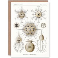 Artery8 Ernst Haeckel Art Card Phaeodaria Amoeba Vintage Illustration in White