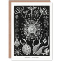 Artery8 Ernst Haeckel Art Card Phaeodaria Marine Life Illustration in Black