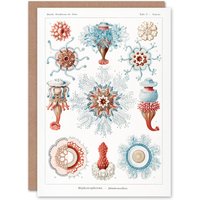 Artery8 Ernst Haeckel Art Card Siphonophorae Marine Life Illustration in White
