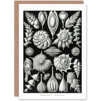 Artery8 Ernst Haeckel Art Card Thalamophora Forams Shells in Black