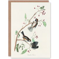 Artery8 John James Audubon Art Card Canadian Titmouse Bird in White