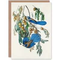 Artery8 John James Audubon Art Card Florida Jay & Persimmon Tree in White